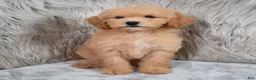 Mini Goldendoodle dogs for sale: Ivy ID: 3855 - Ad 5