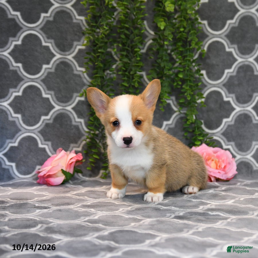 Welsh Corgi Pembroke dogs Queen   - Ad 2