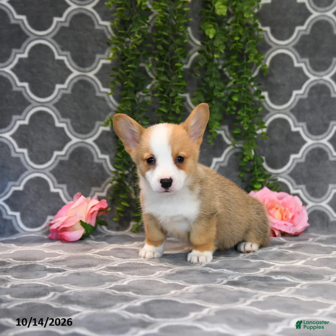 Welsh Corgi Pembroke dogs for sale: Queen   - Ad 2