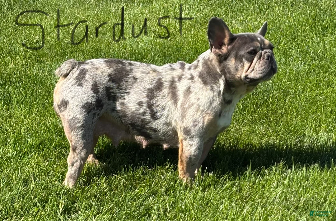 Frenchton dogs for sale: Coconut  - Ad 14