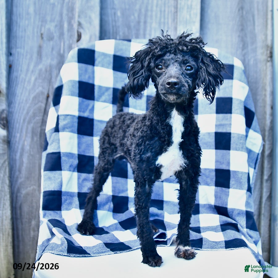 Toy Poodle dogs Tyler - Ad 1