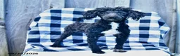 Toy Poodle dogs for sale: Tyler - Ad 1