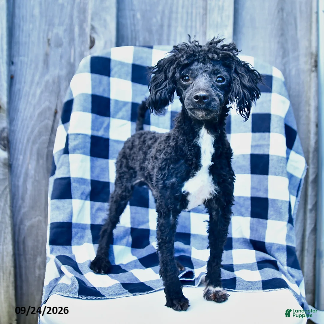 Toy Poodle dogs for sale: Tyler - Ad 1