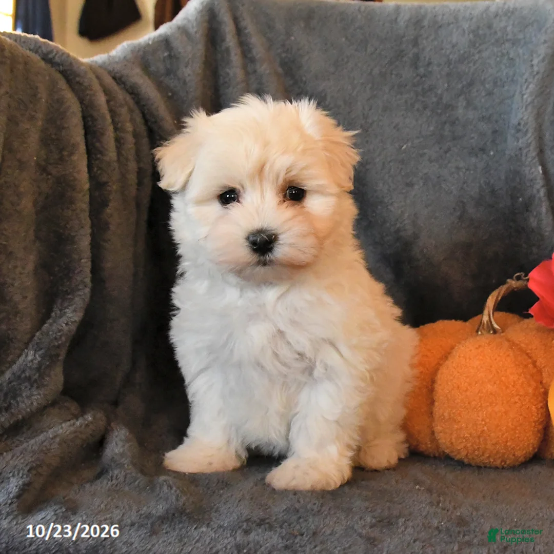 Maltese dogs for sale: Finn - Ad 2