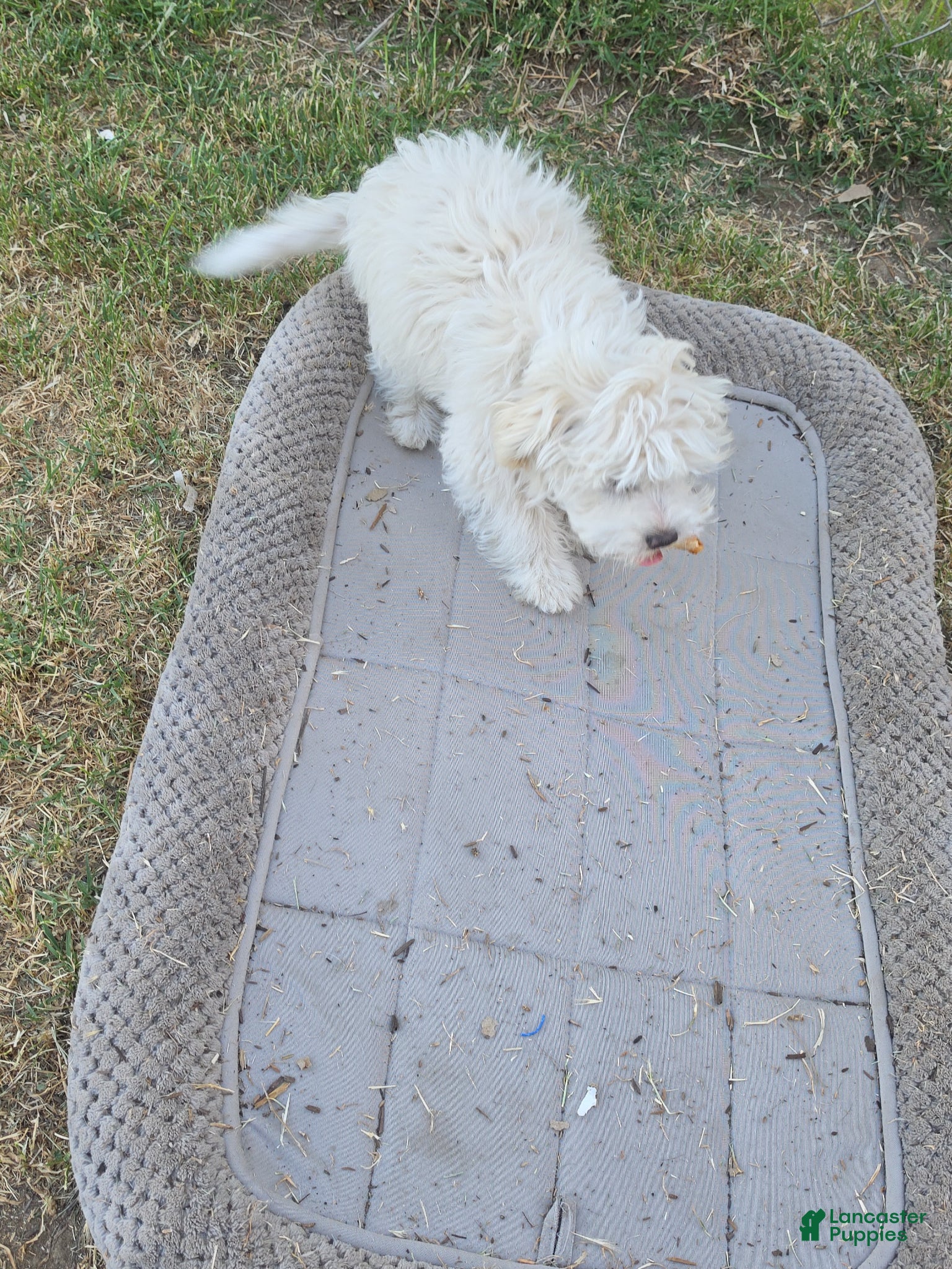 Maltese dogs Maltese Puppy  - Ad 3