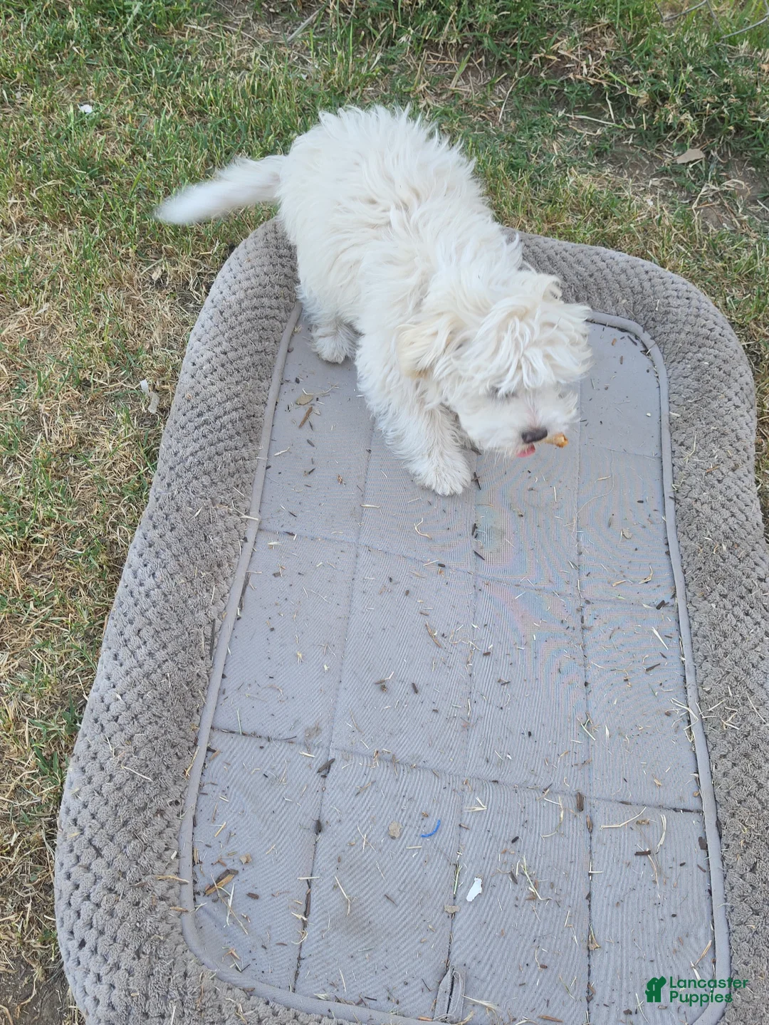 Maltese dogs for sale: Maltese Puppy  - Ad 1