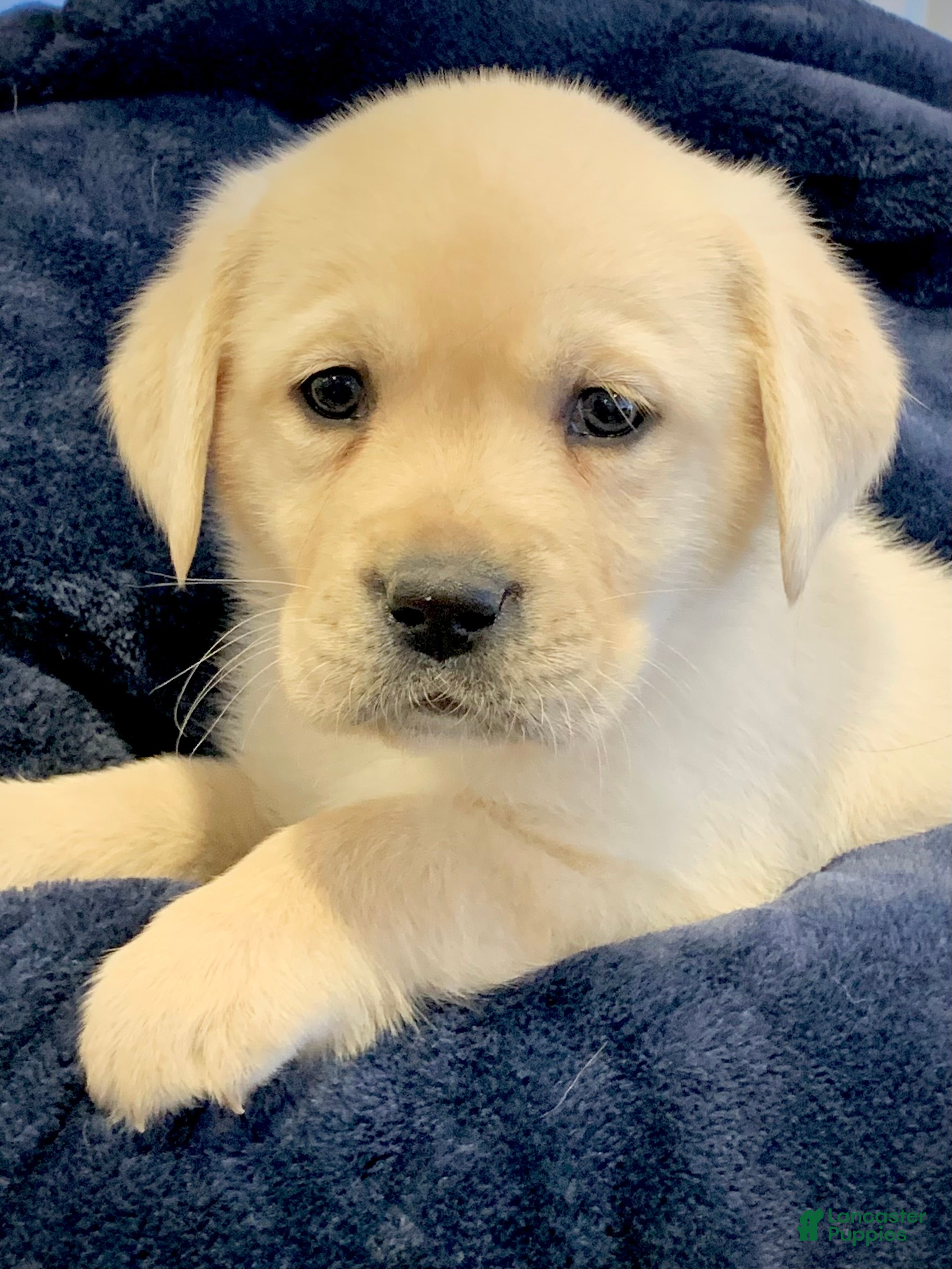 Labrador Retriever dogs Atlas - Ad 37