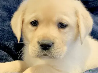 Labrador Retriever dogs Atlas - Ad 37