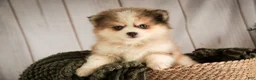 Pomsky dogs for sale: Sebastian - Ad 4