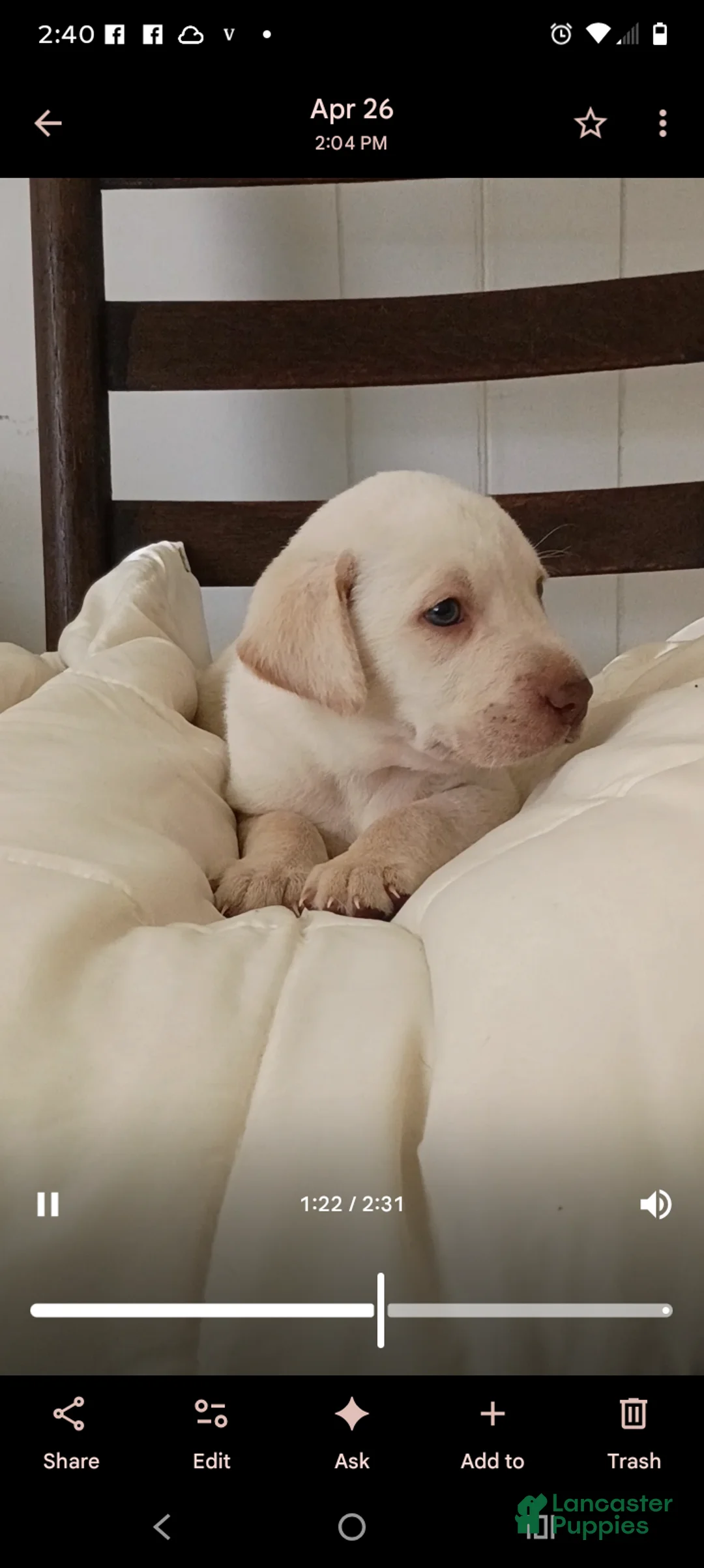 Labrador Retriever dogs for sale: Labrador Retriever Puppy 2 - Ad 6