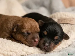 Yorkshire Terrier dogs Archie - Ad 3