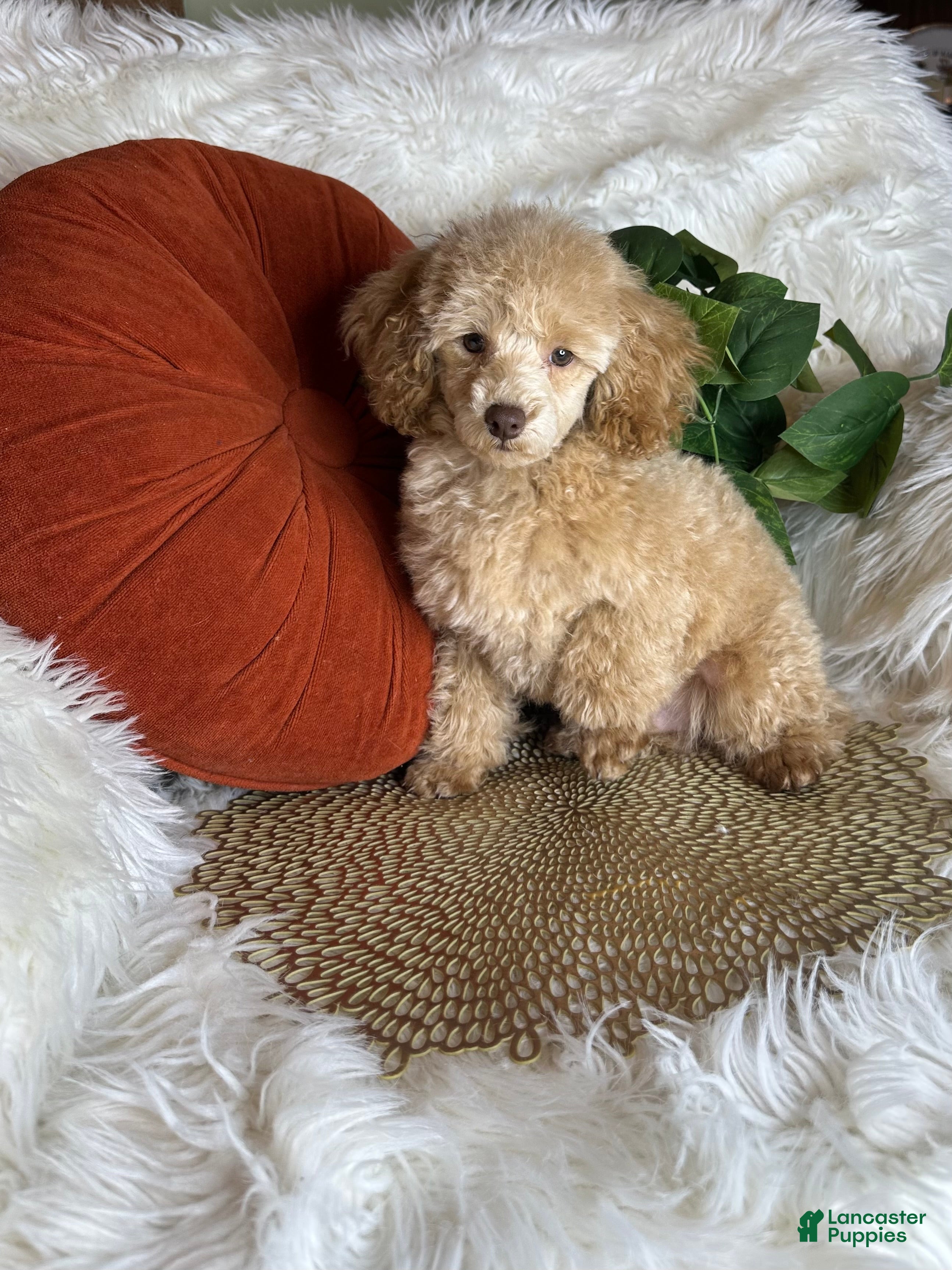 Toy Poodle dogs Yankee-Doodle - Ad 2