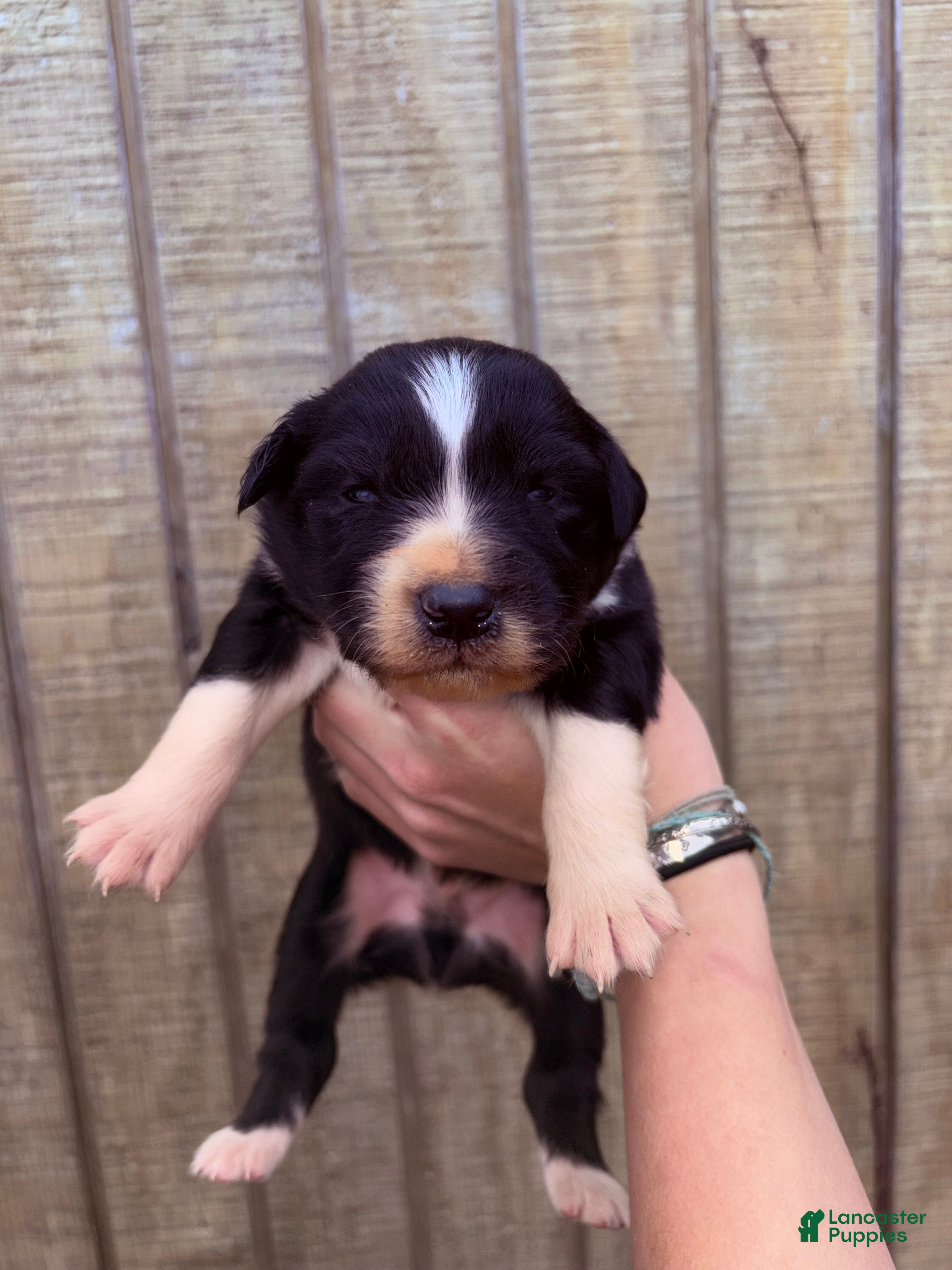 Australian Shepherd dogs Australian Shepherd Puppy 7 - Ad 24