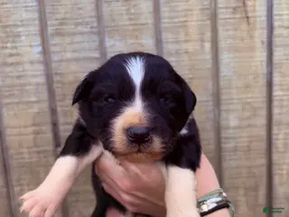 Australian Shepherd dogs Australian Shepherd Puppy 7 - Ad 24