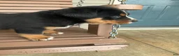 Greater Swiss Mountain Dog dogs for sale:  Bart - Ad 6