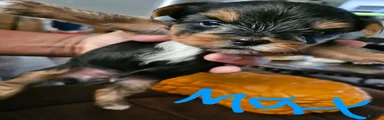Max
