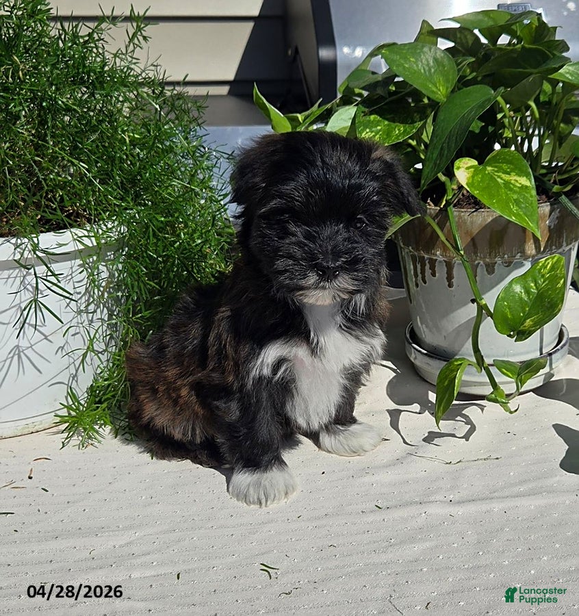 Mixed Breed dogs Dumpling - Ad 1