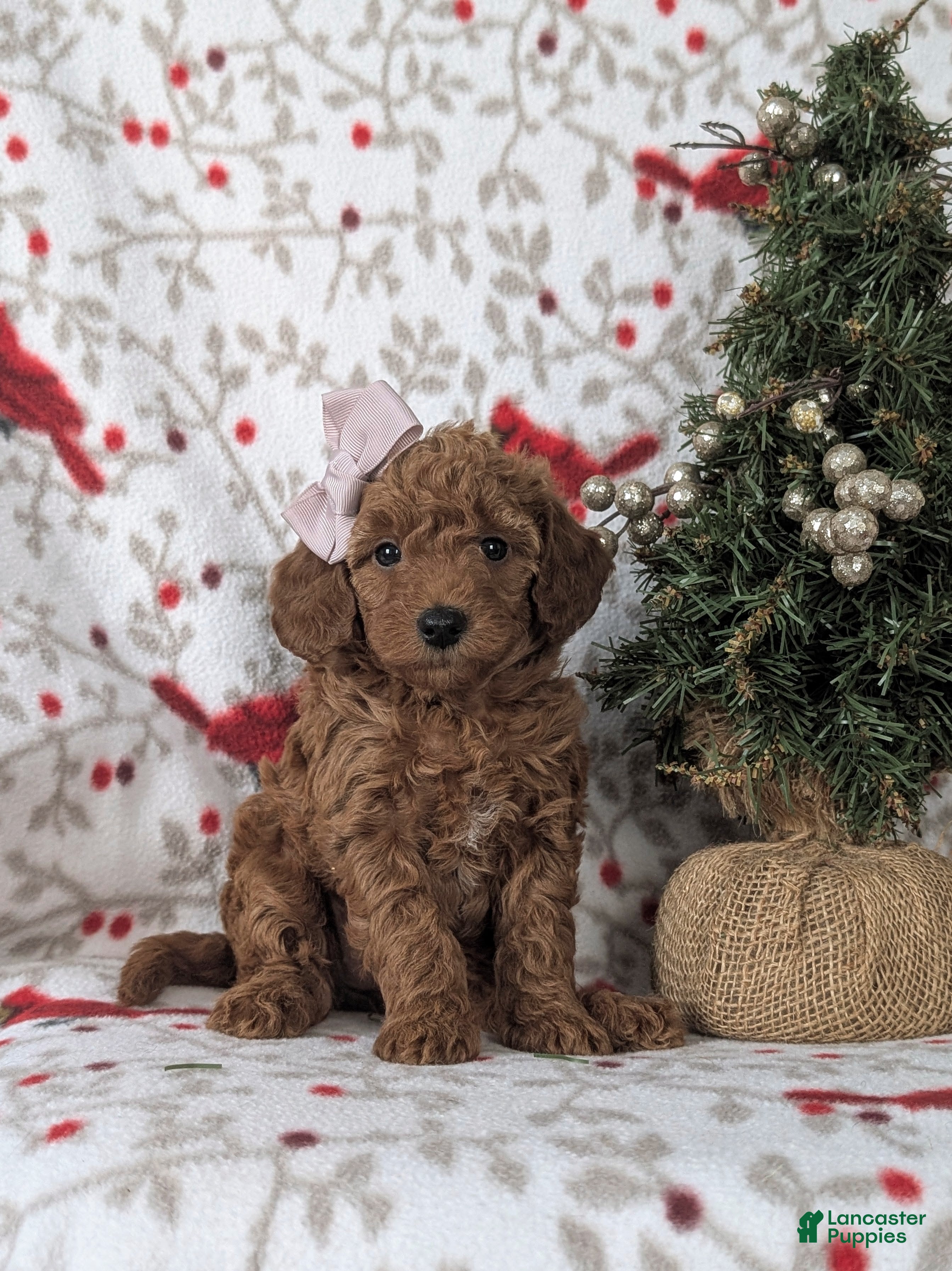 Mixed Breed dogs Chelsea Hypoallergenic - Ad 34