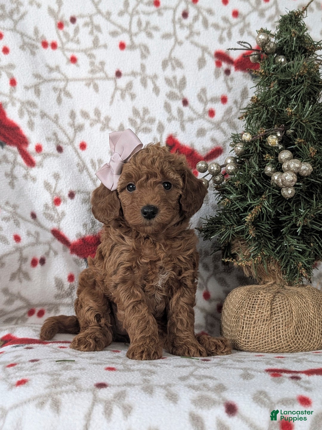 Mixed Breed dogs for sale: Chelsea Hypoallergenic - Ad 1