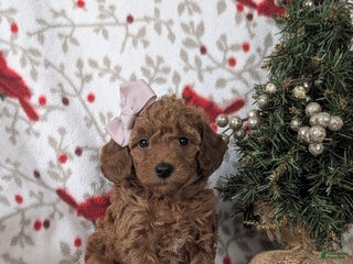 Mixed Breed dogs Chelsea Hypoallergenic - Ad 22