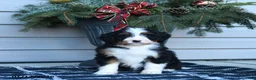 Bernedoodle dogs for sale: Melissa - Ad 8