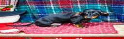 Miniature Dachshund dogs for sale: Yosef - Ad 4