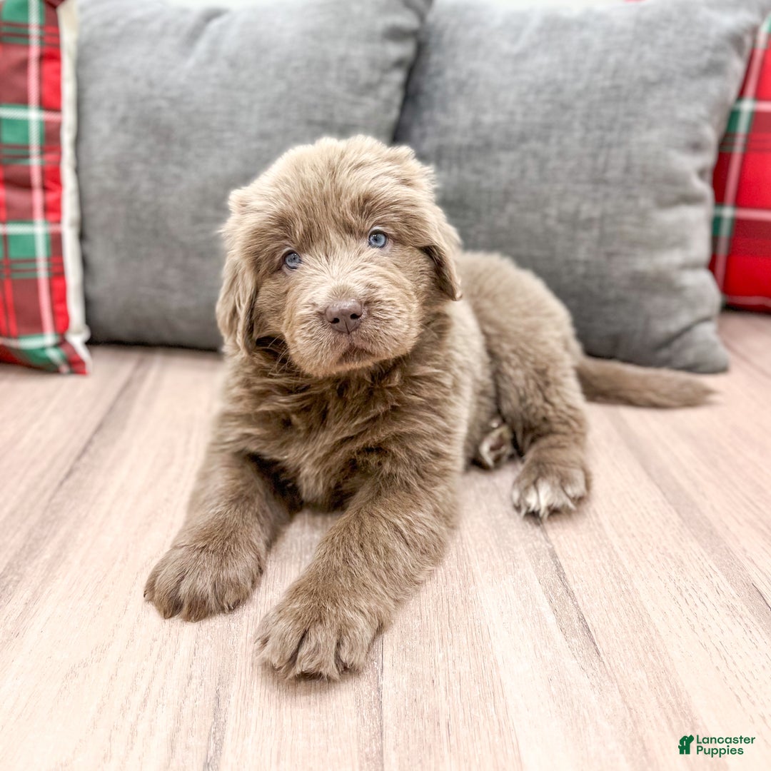 Newfoundland dogs for sale: Aspen - Ad 3