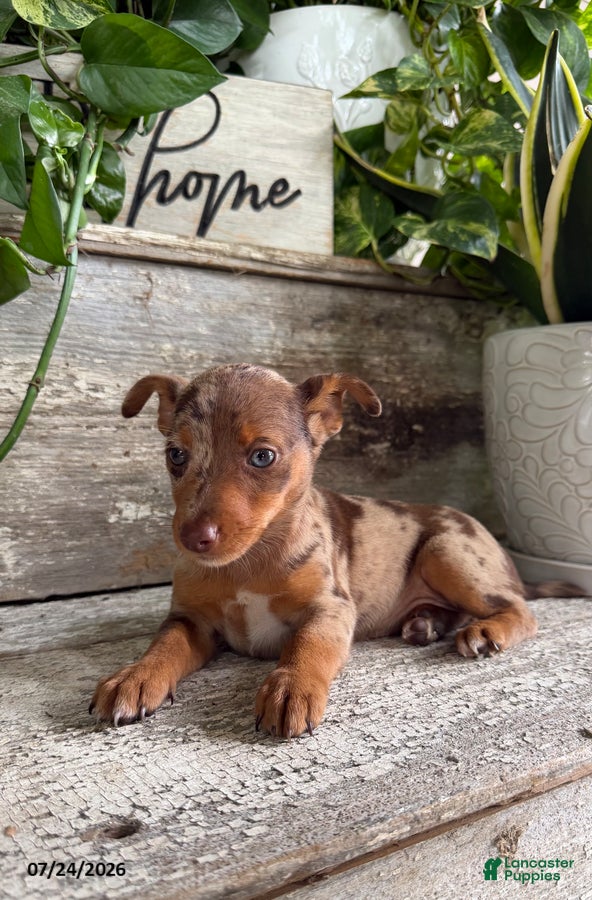 Mixed Breed dogs Zoey - Ad 9