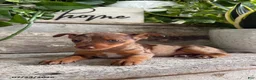 Mixed Breed dogs for sale: Zoey - Ad 1