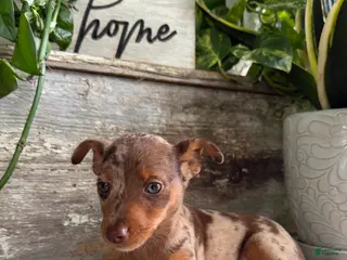 Mixed Breed dogs Zoey - Ad 9