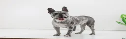 French Bulldog dogs for sale: Ember - Ad 10