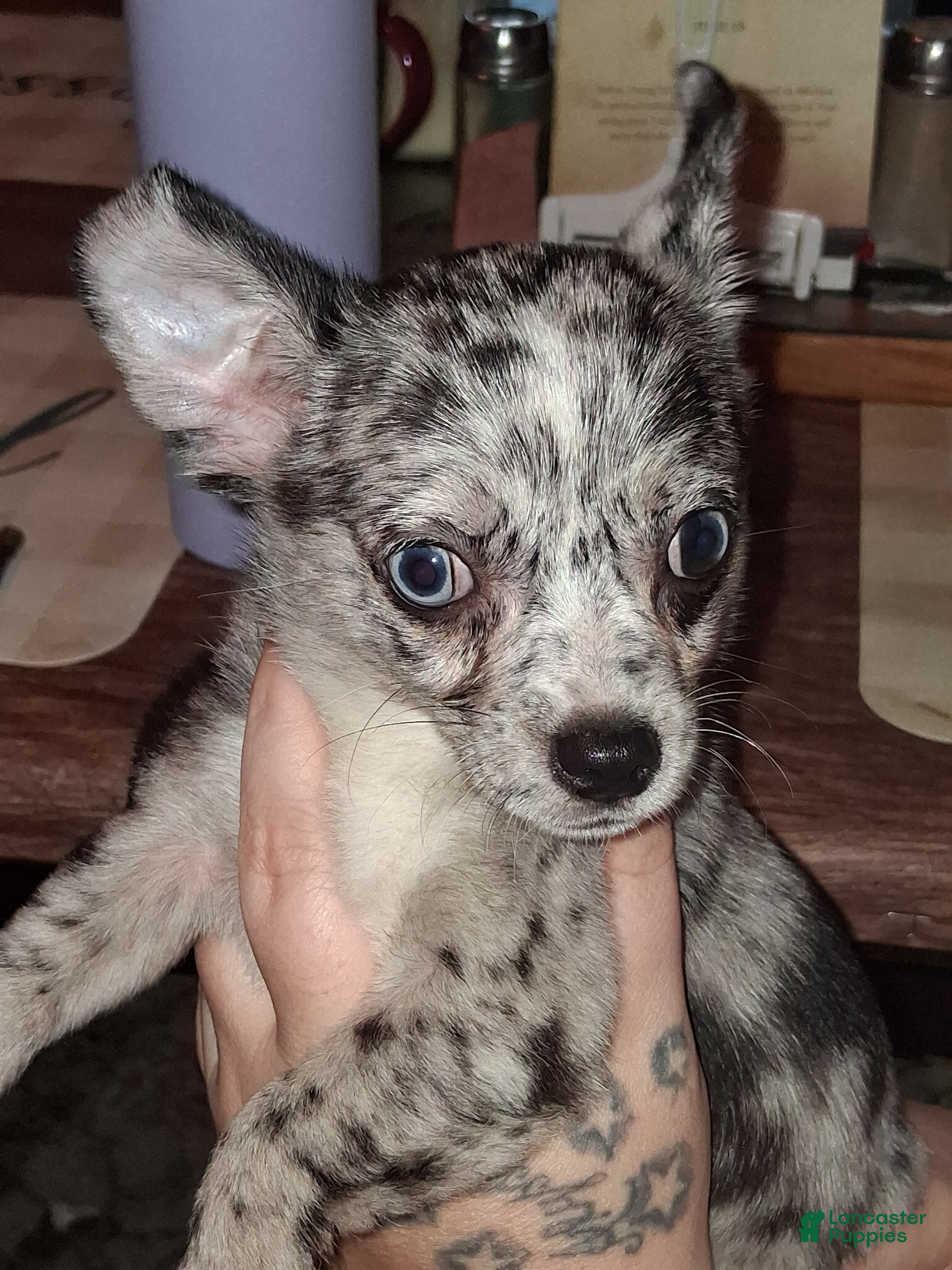 Chihuahua dogs Junior - Ad 2