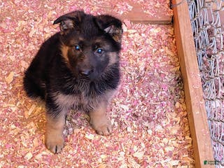 German Shepherd dogs Mocha - Ad 20