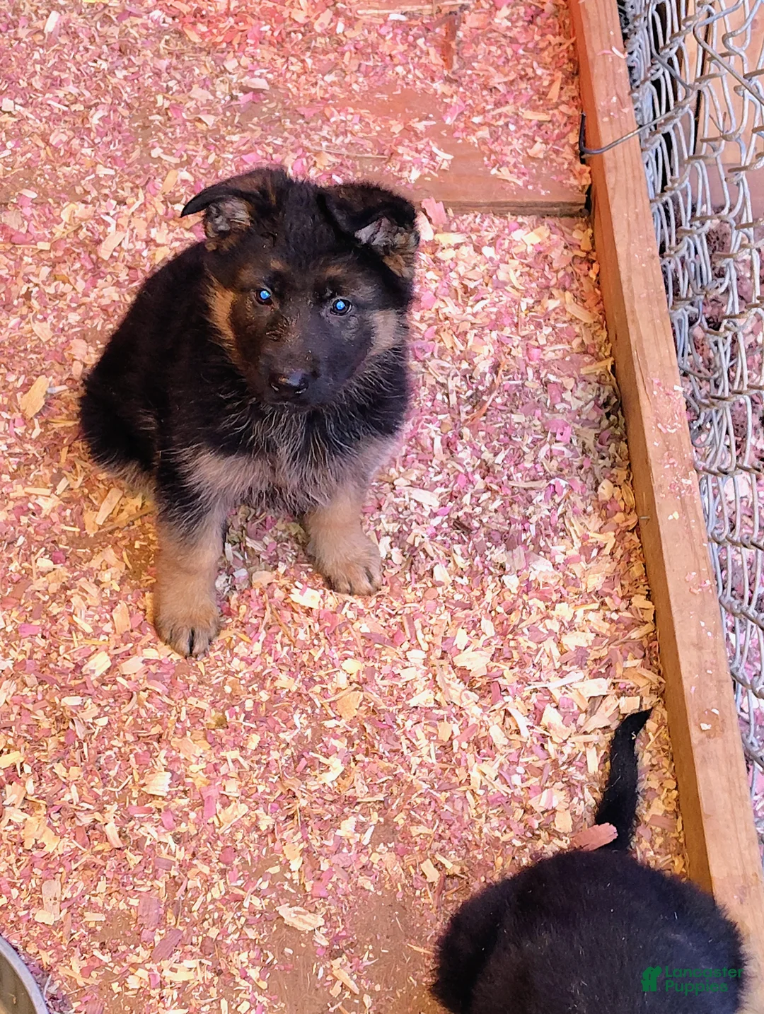 German Shepherd dogs for sale: Mocha  - Ad 1