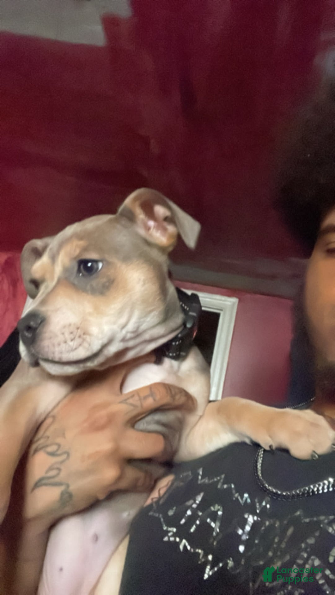 Gallery Image {{count}}