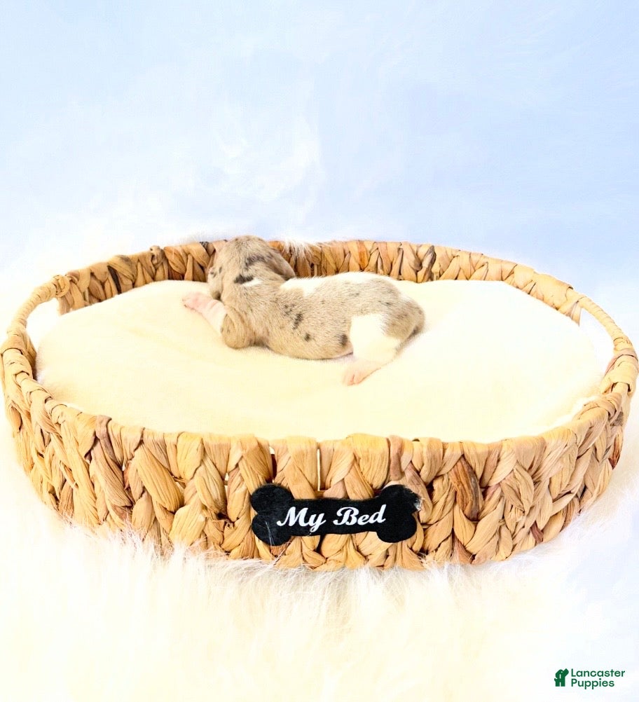 Miniature Dachshund dogs for sale: AKC Belle  - Ad 2