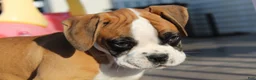 Boxer dogs for sale: Gus - Ad 1