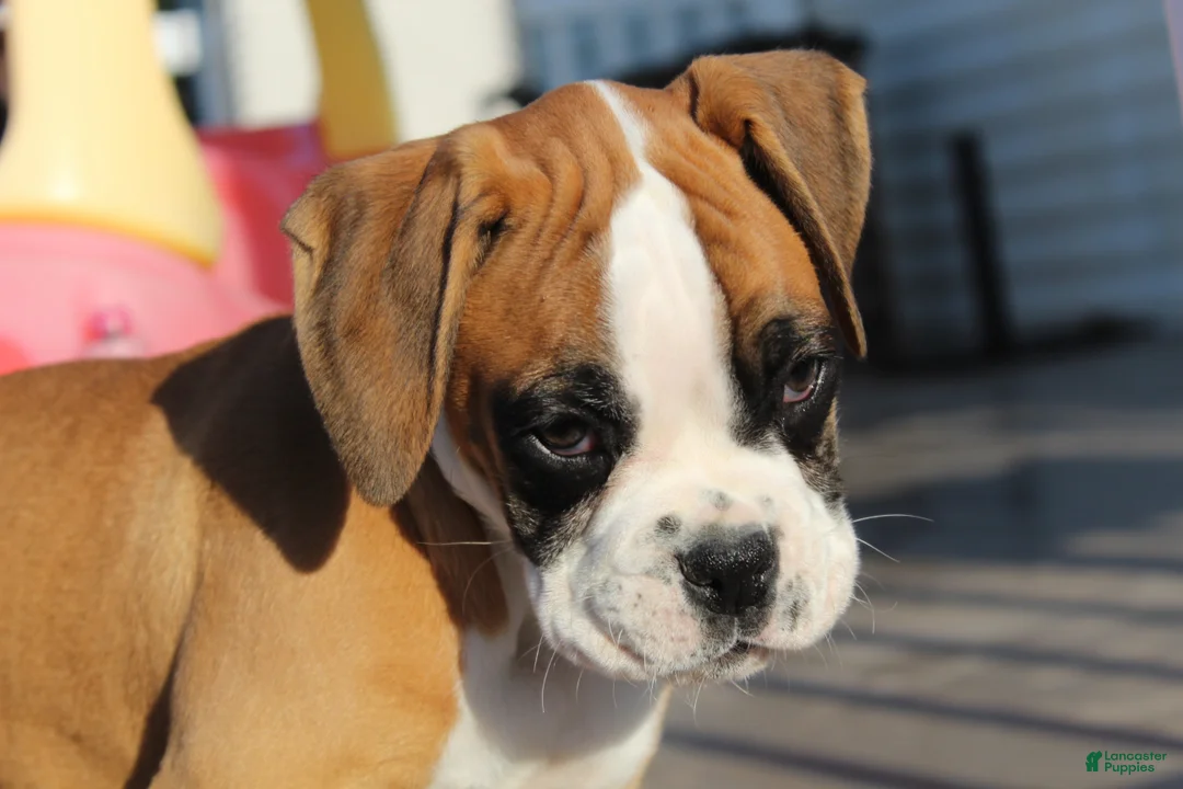 Boxer dogs for sale: Gus - Ad 1