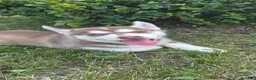 Siberian Husky dogs for sale: Sage - Ad 3
