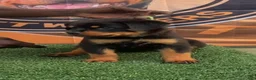 Rottweiler dogs for sale: Venus  - Ad 4
