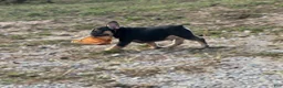 French Bulldog dogs for sale: Flynn  - Ad 5