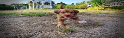 Havapoo dogs for sale: Muppet-Sale!!! - Ad 4