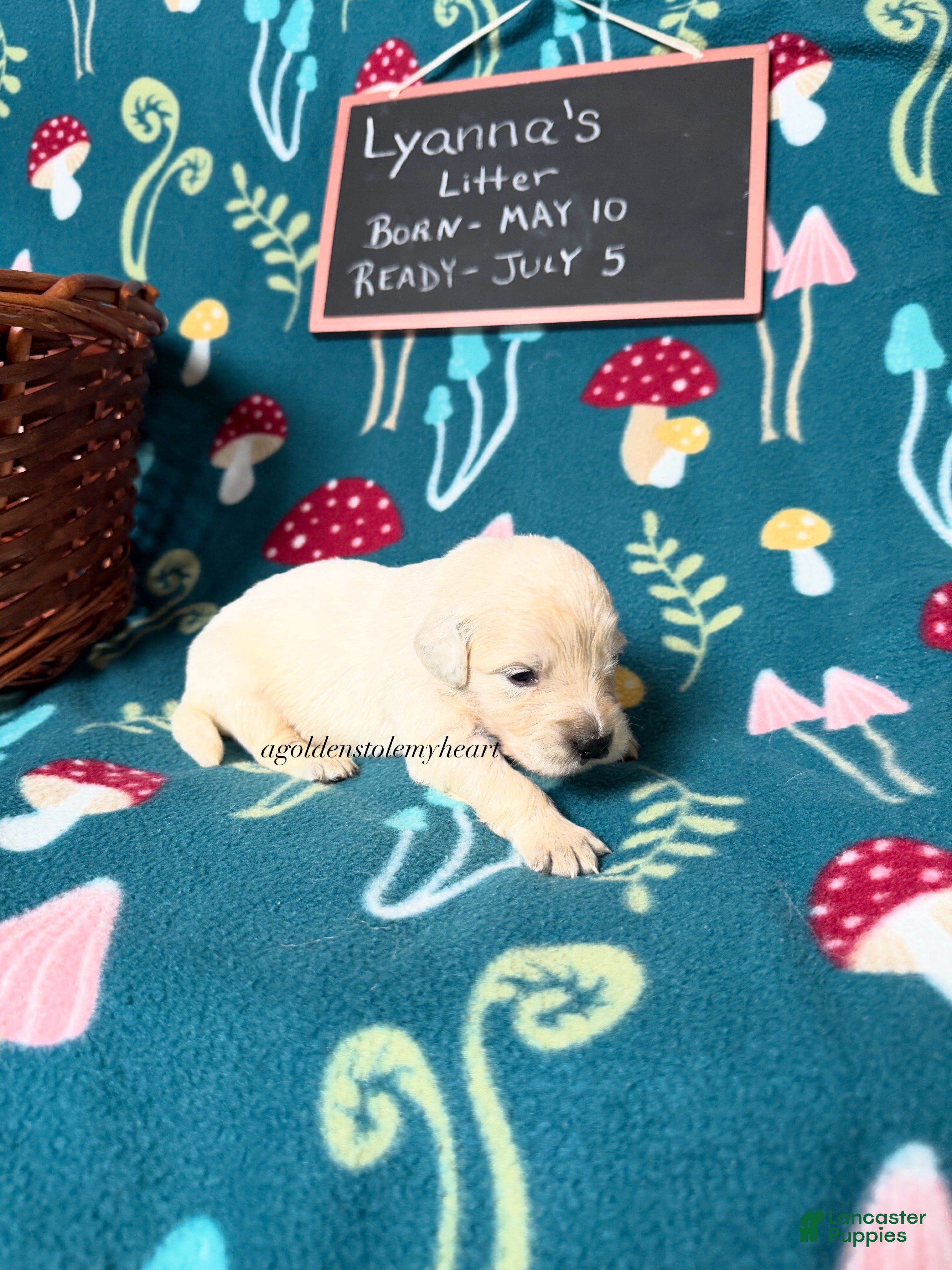 Golden Retriever dogs Milly - Ad 2