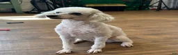 Miniature Poodle dogs for sale: Mulan - Ad 10