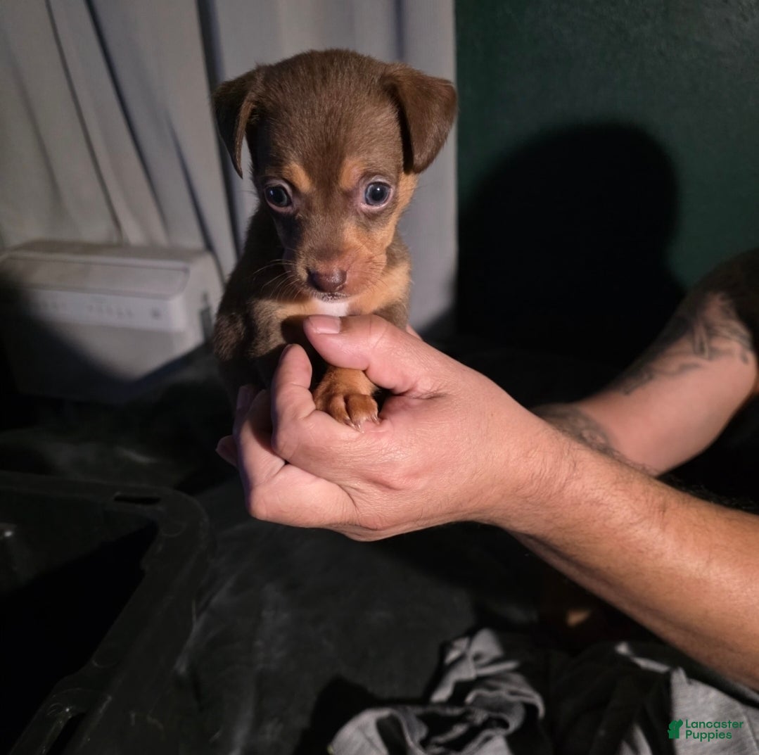 Chiweenie dogs Chiweenie Puppy 2 - Ad 9