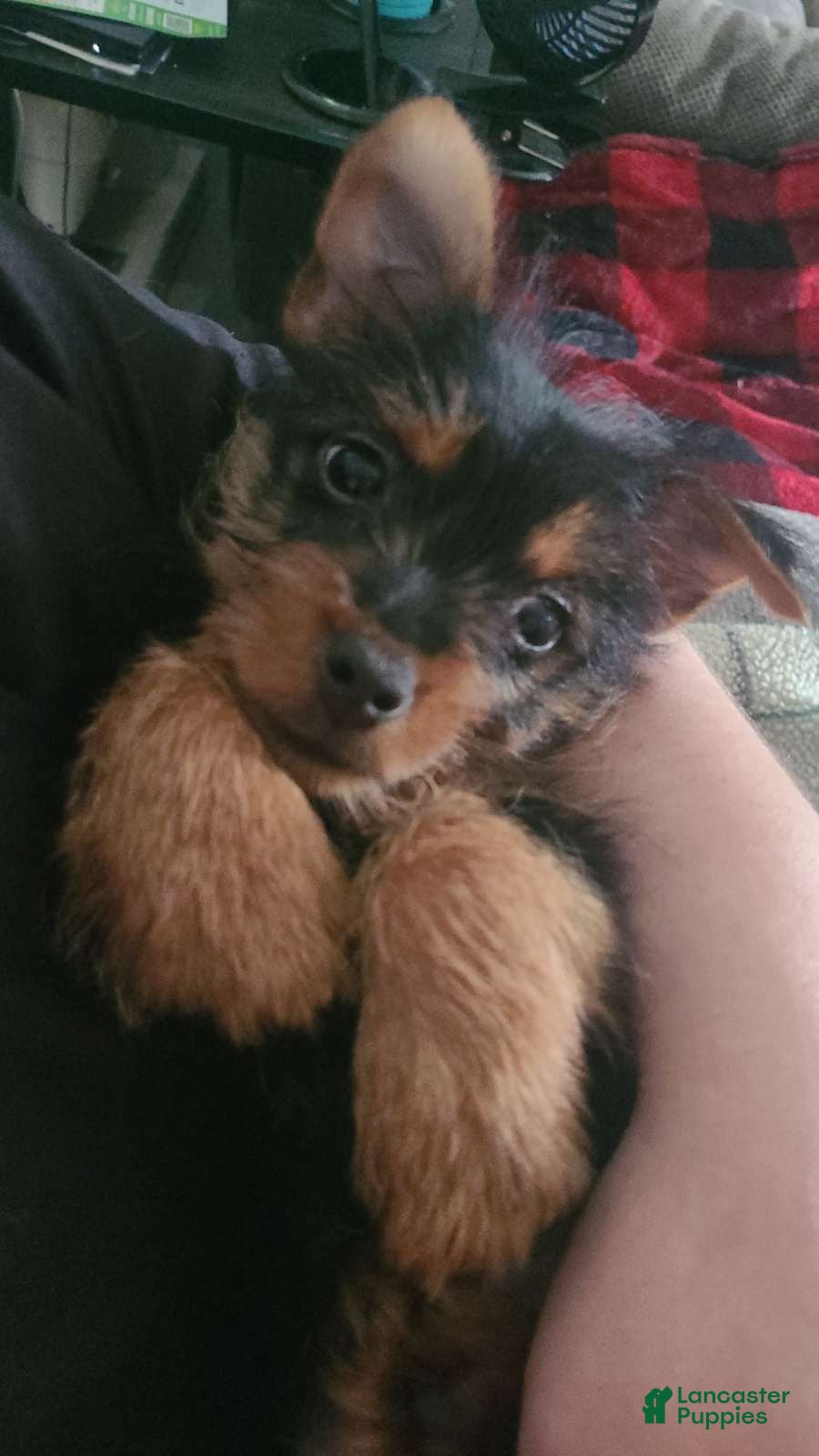 Mixed Breed dogs Nova - Ad 1