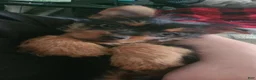 Mixed Breed dogs for sale: Nova - Ad 1