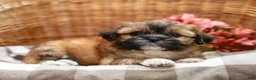 Shih Tzu dogs for sale: Andrell - Ad 5