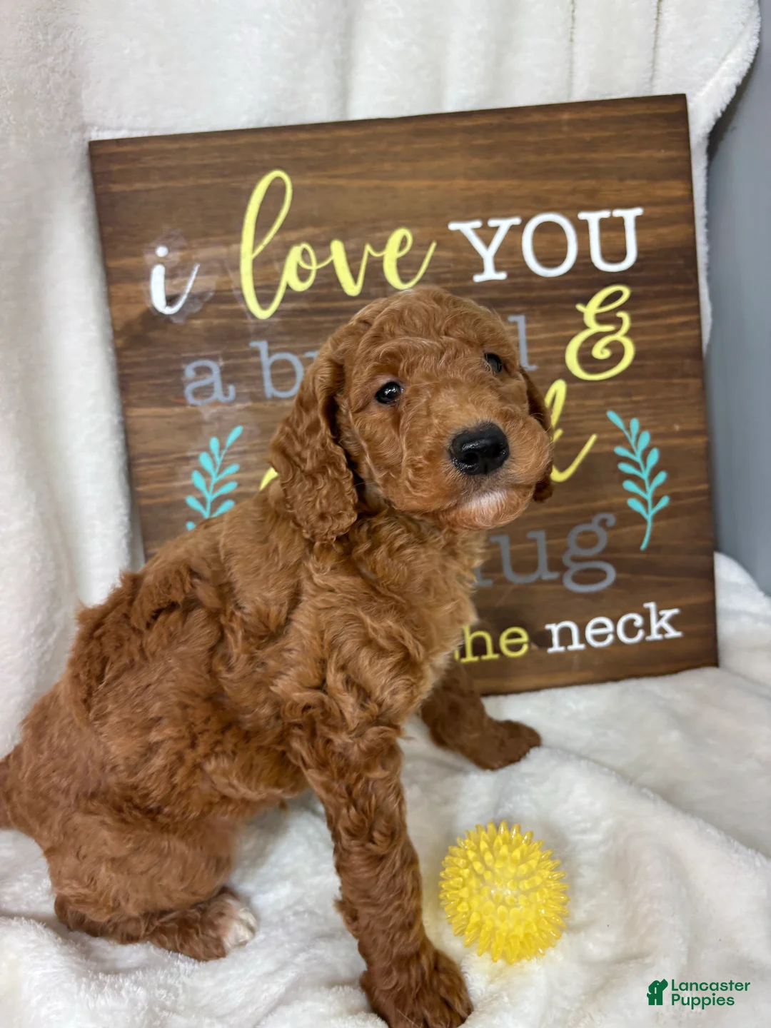 Mini Goldendoodle dogs for sale: Giligan - Ad 1