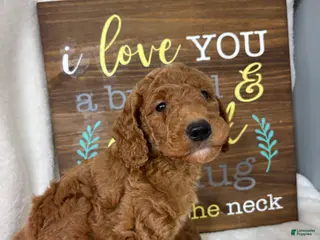 Mini Goldendoodle dogs Giligan - Ad 1